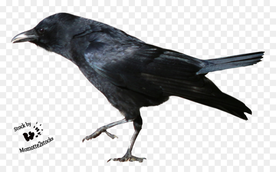 Corbeau，Noir PNG