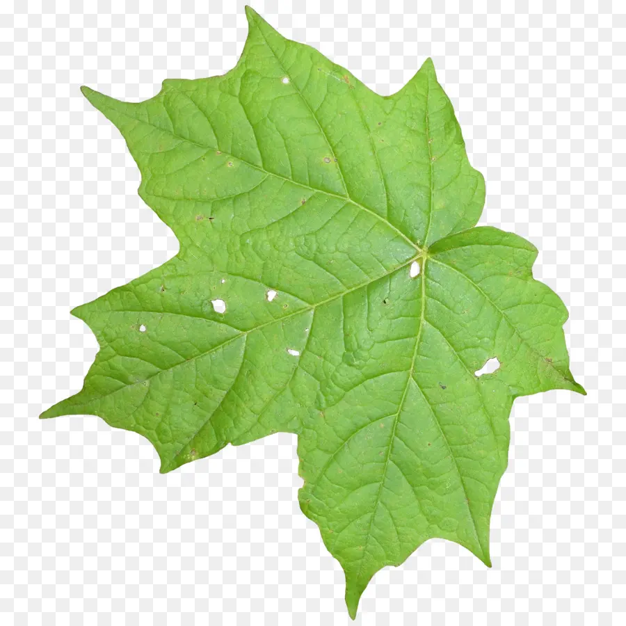 Feuille Verte，Usine PNG