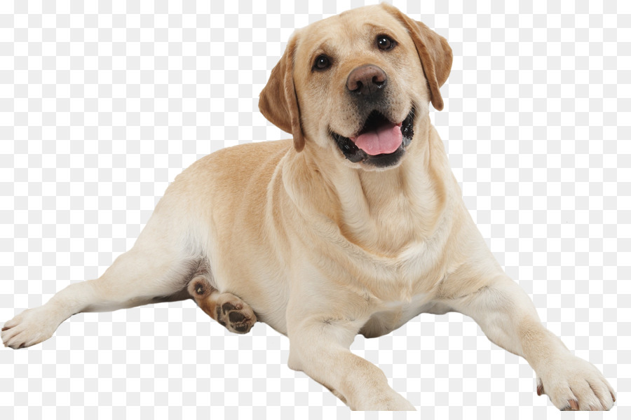 Rottweiler，Aboyer PNG