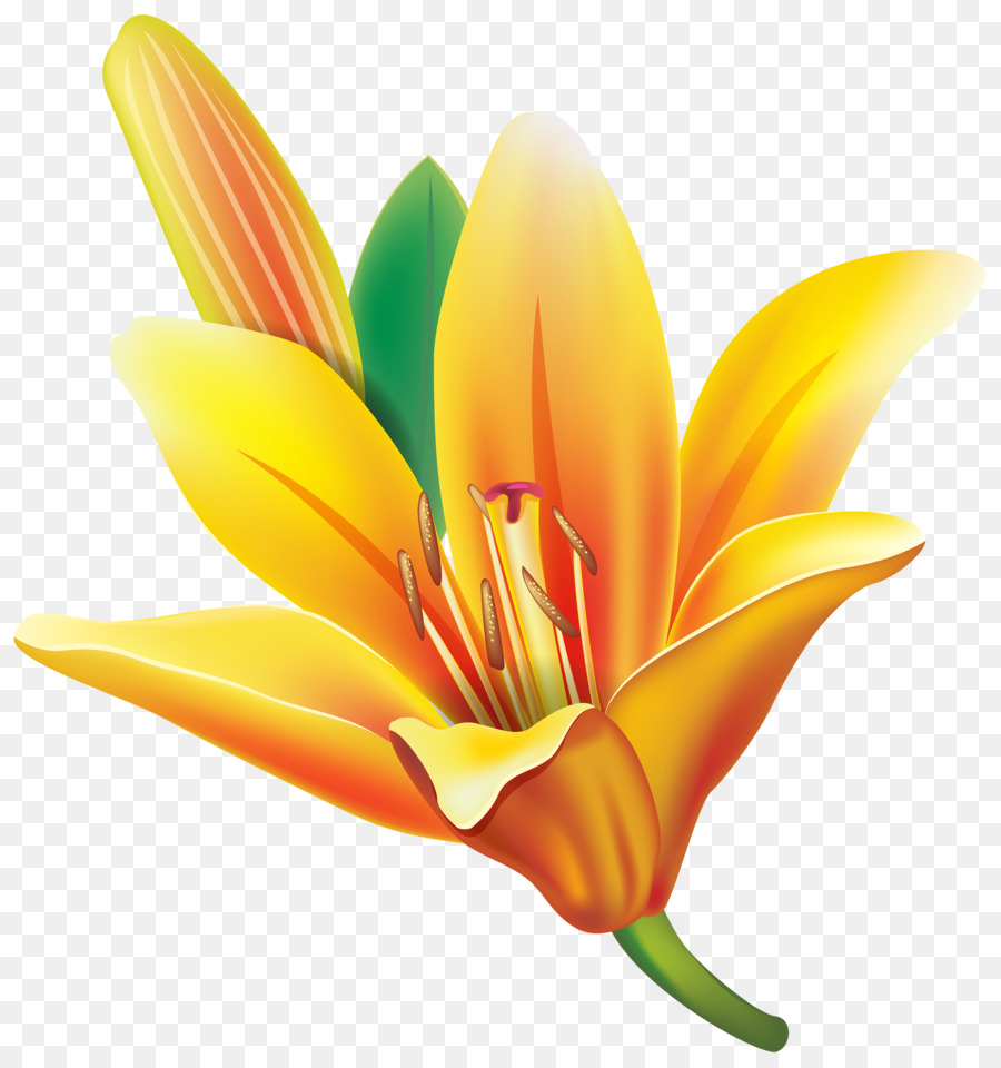 Lys De Pâques，Fleur PNG