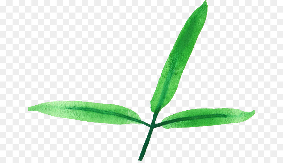 Feuille，Tige De La Plante PNG