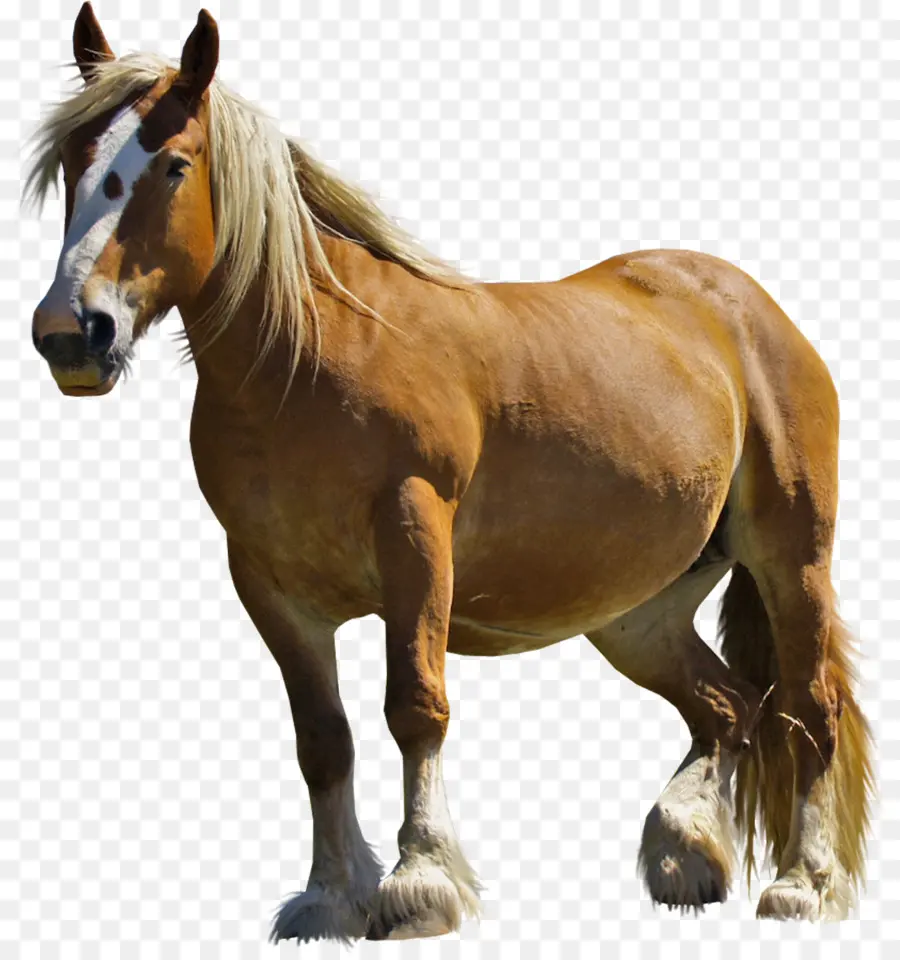 Poney，Cheval PNG