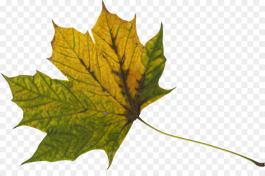 Feuilles Vertes，Nature PNG