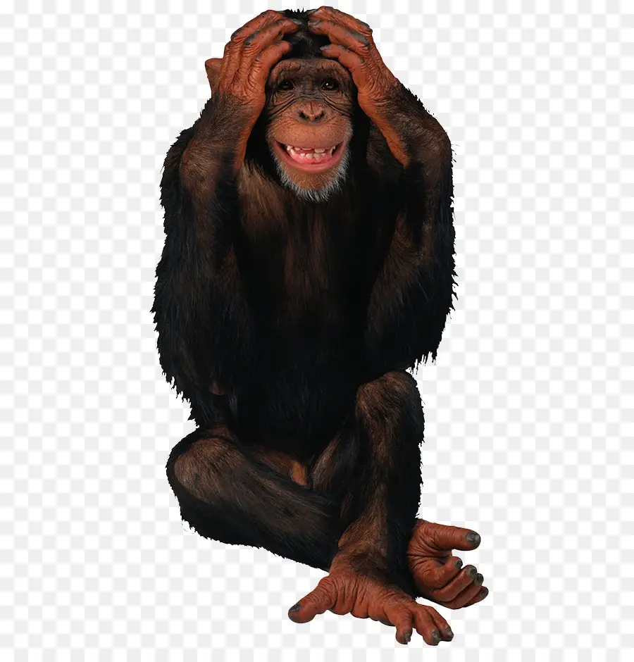 Chimpanzé，Singe PNG