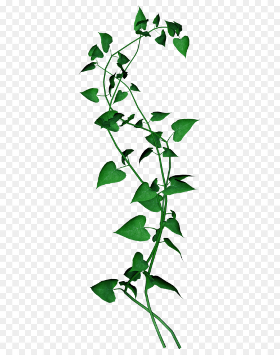 Vigne Verte，Feuilles PNG