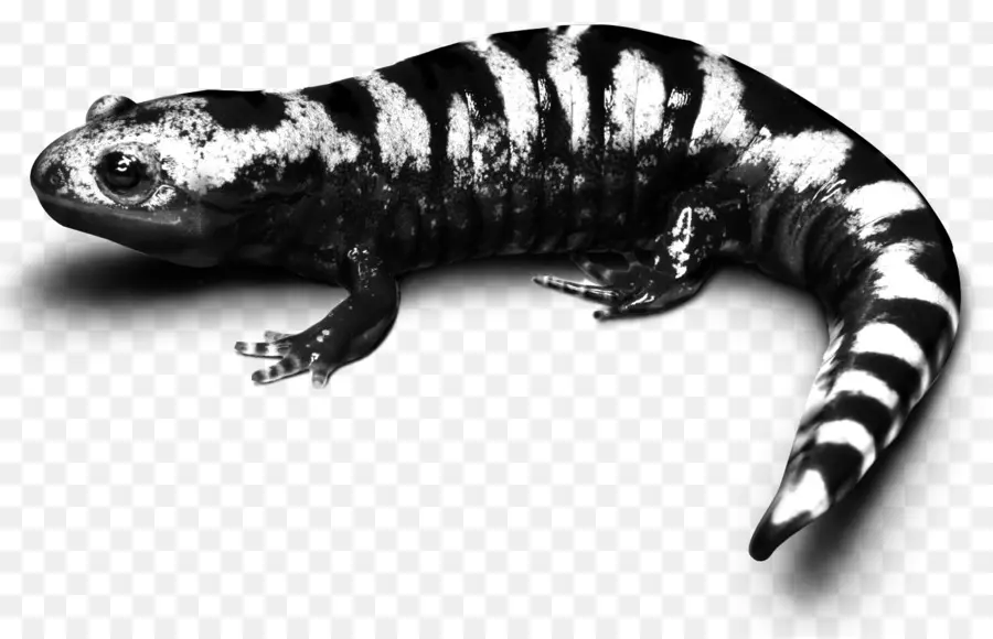 Salamandre，Noir Et Blanc PNG