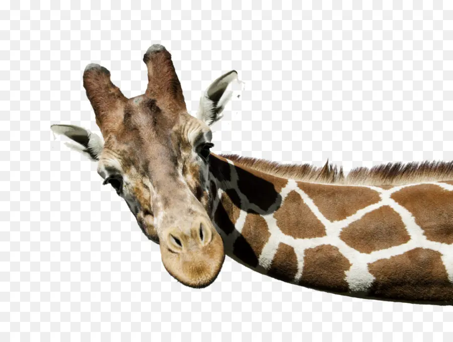 Girafe，Blanc Girafe PNG