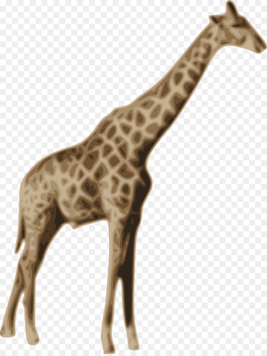 Girafe，Faune PNG