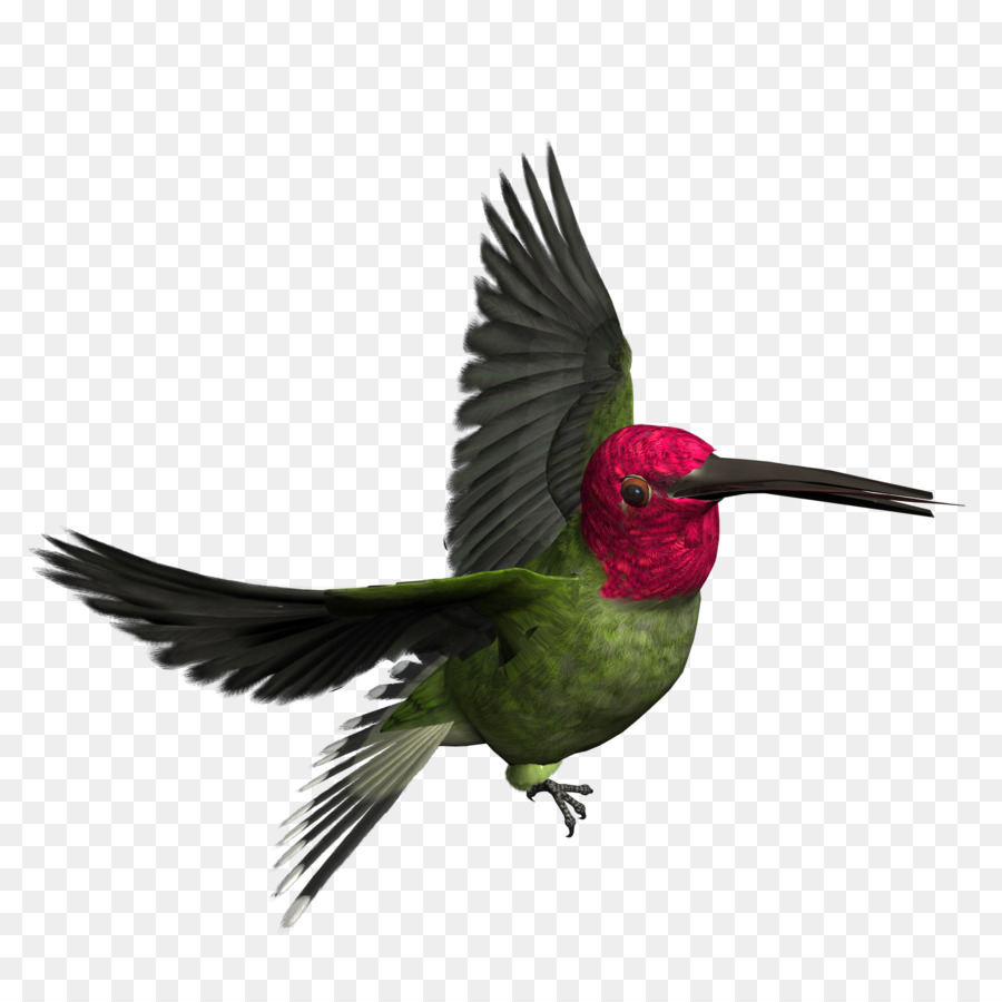 Colibri Vert，Plumes PNG