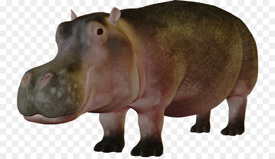 Hippopotame Pygmée，Hippopotame PNG
