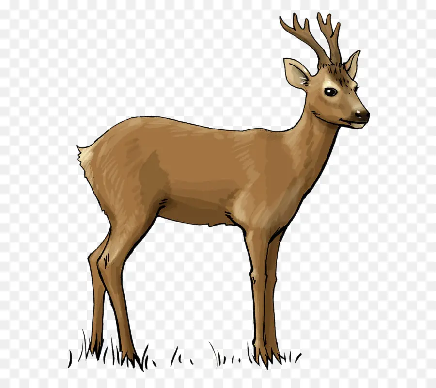 Cerf Coloré，Cerf PNG