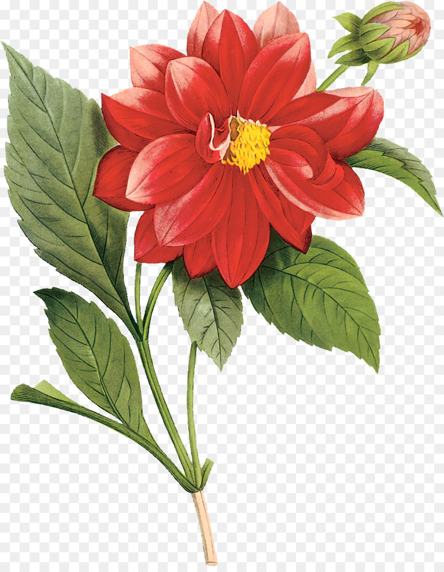 Fleur Rouge，Fleurir PNG