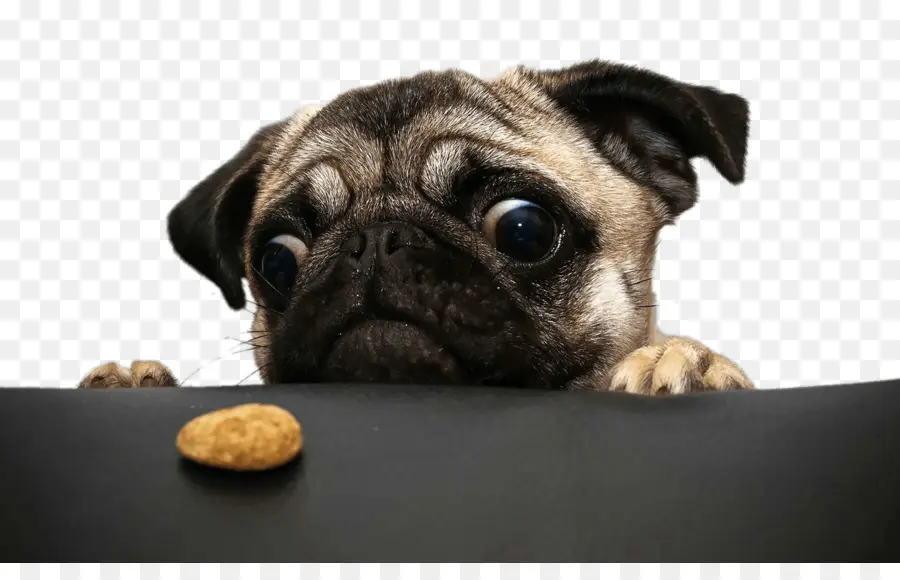 Carlin Avec Cookie，Chien PNG