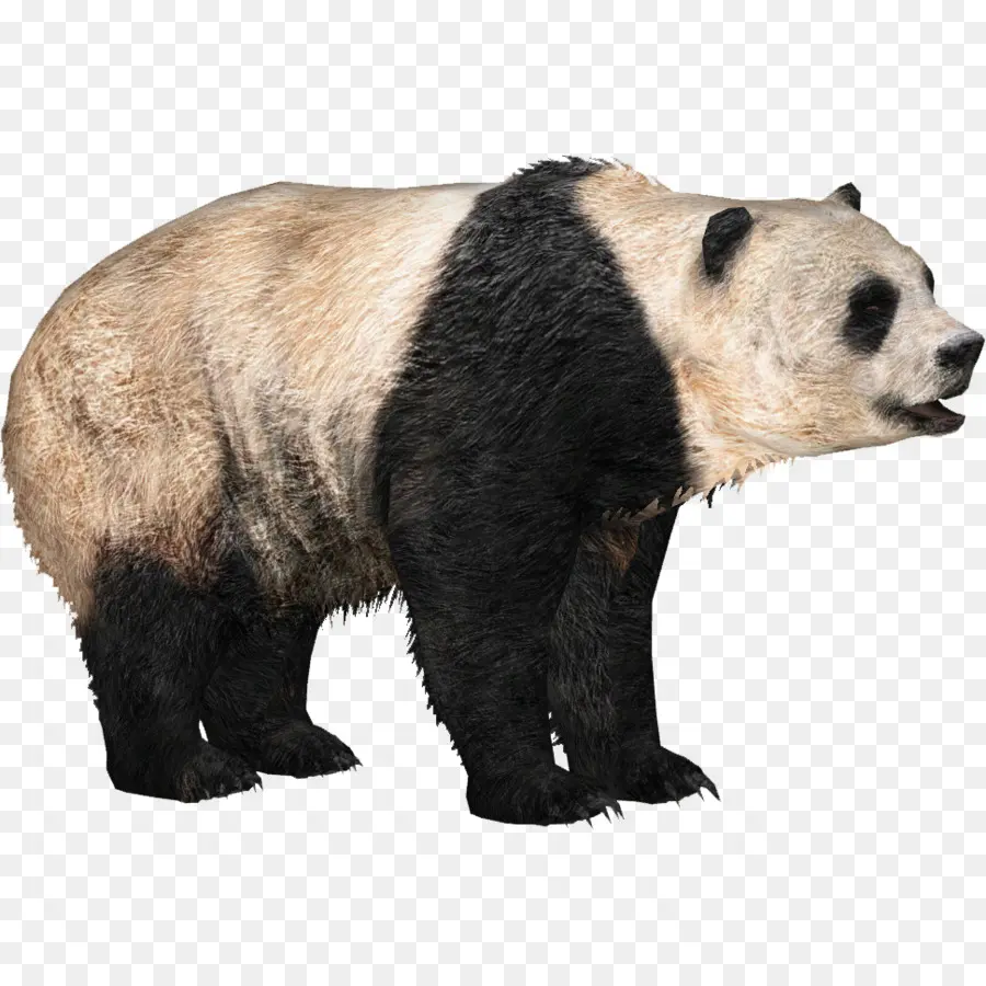 Panda，Ours PNG