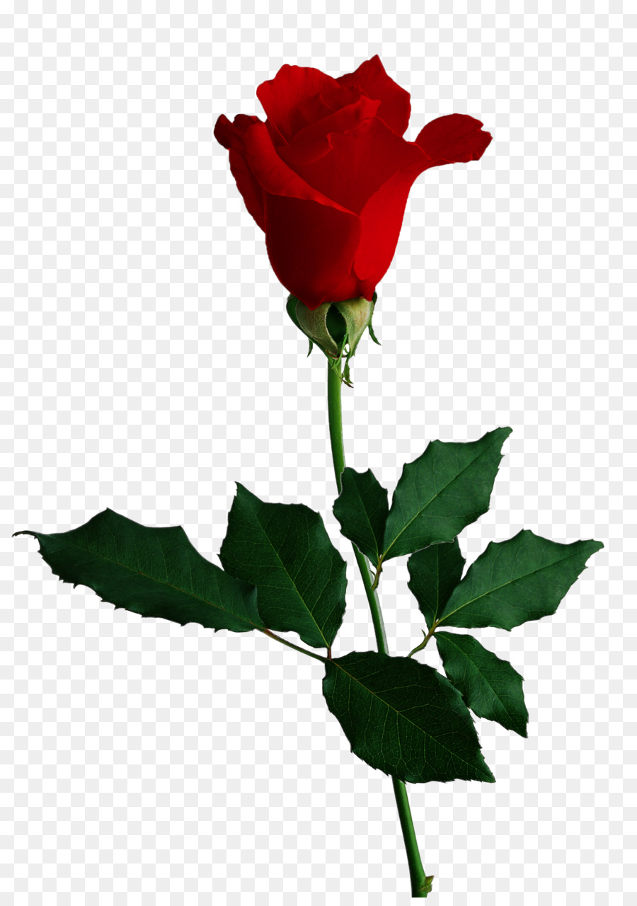 Rose，Rouge PNG