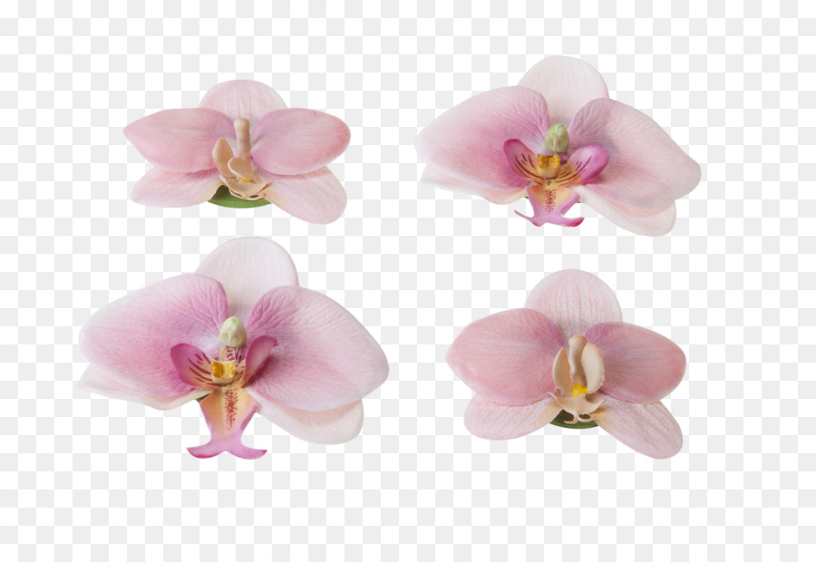 Fleurs D'orchidées，Rose PNG