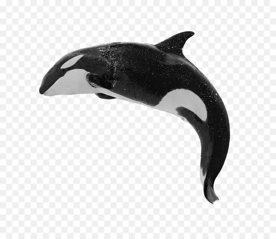 Baleine，Épaulard PNG