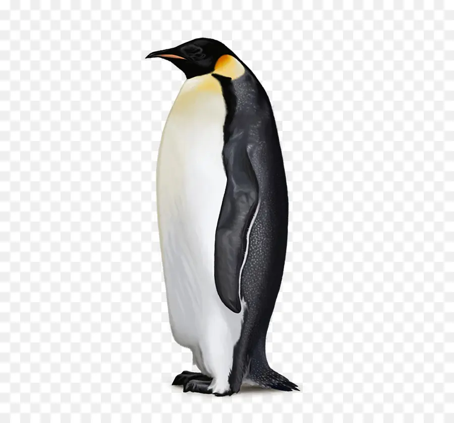 L Antarctique，Pingouin PNG
