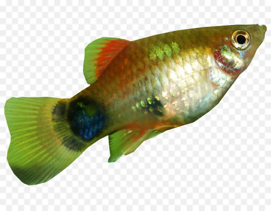 Sud Platyfish，La Carpe Commune PNG