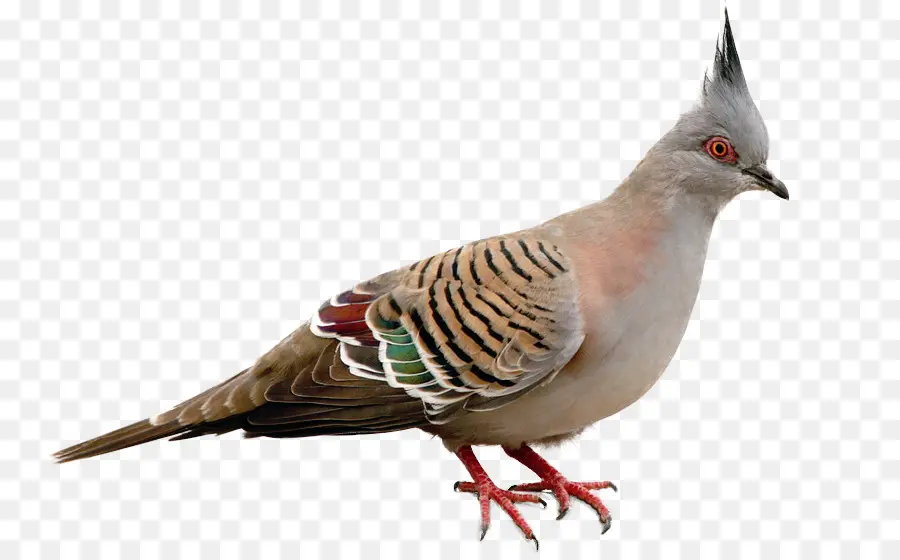 Pigeon Huppé，Plumes PNG