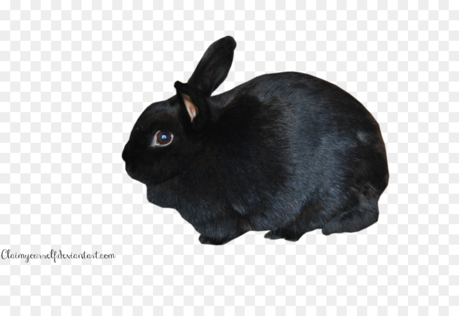 Lapin Noir，Lapin PNG