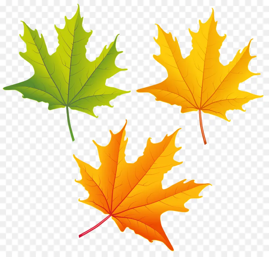 Feuilles D'automne，Automne PNG