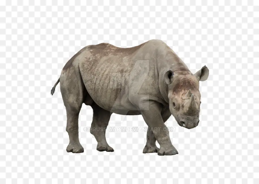 Rhinocéros，Animal PNG