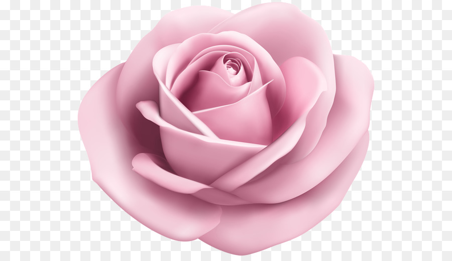 Pêche Rose，Floraison PNG