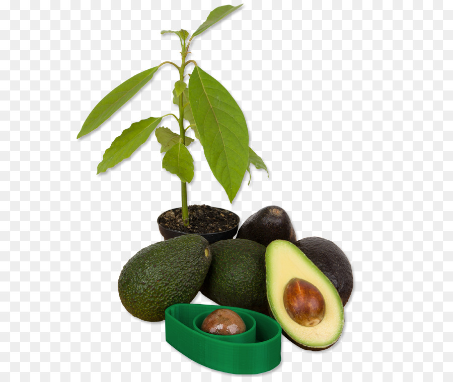 L Avocat，Guacamole PNG