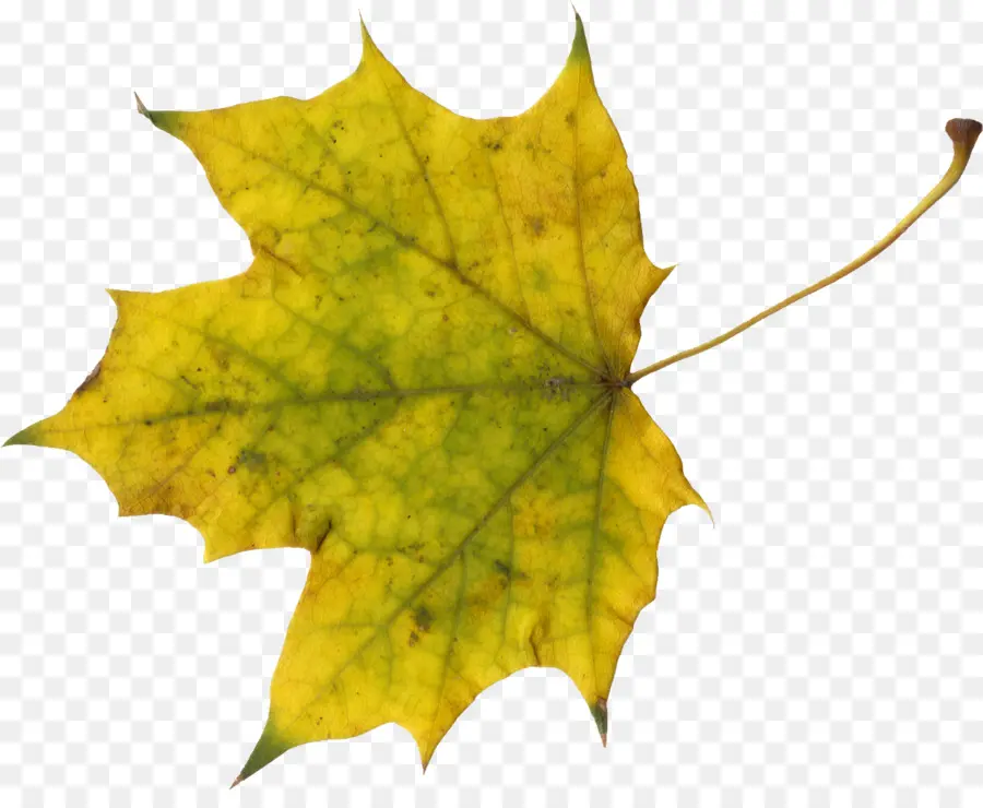 Feuilles D'automne，Automne PNG