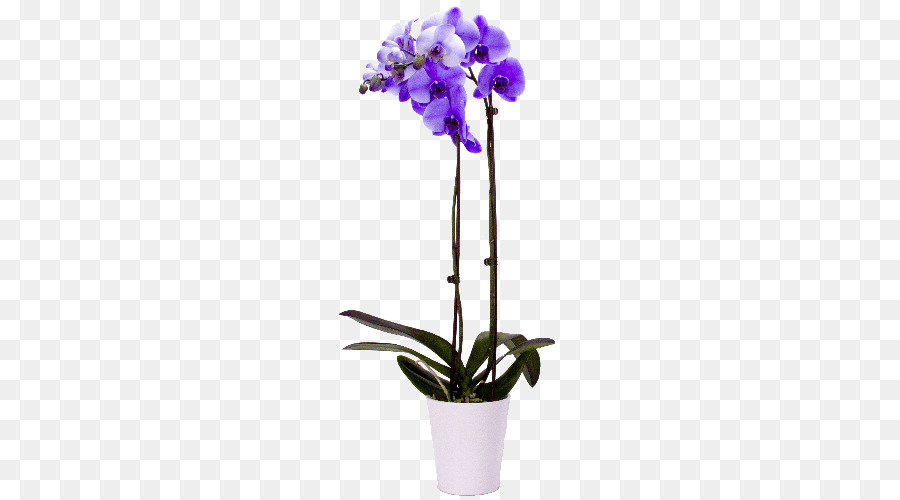 Orchidée Violette，Fleur PNG