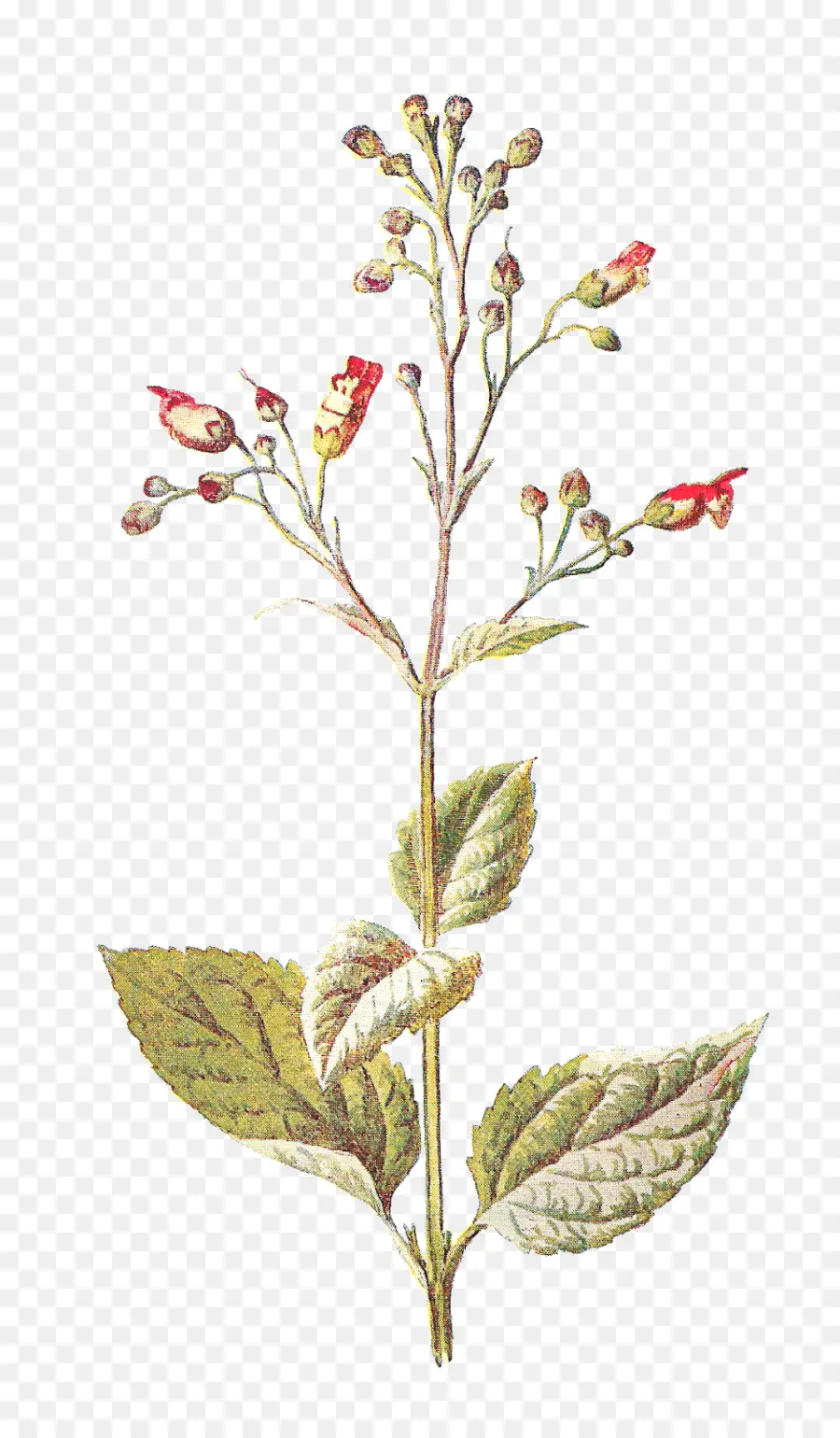 Plante à Fleurs，Botanique PNG