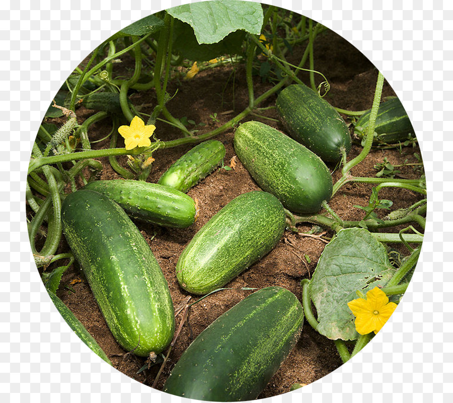 Concombre Au Vinaigre，Cucubbumer Suchant PNG