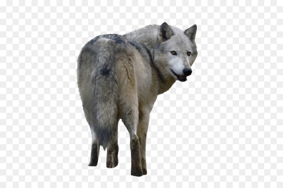 chien loup tchecoslovaque saarloos loup la toundra de lalaska loup png chien loup tchecoslovaque saarloos loup la toundra de lalaska loup transparentes png gratuit toundra de lalaska loup png