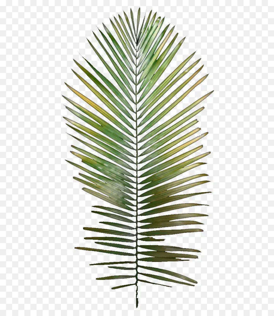 Palme，Vert PNG