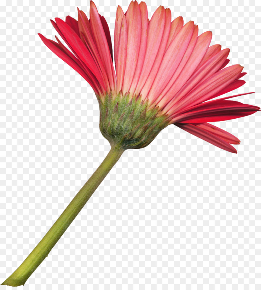 Fleur Rose，Tige PNG