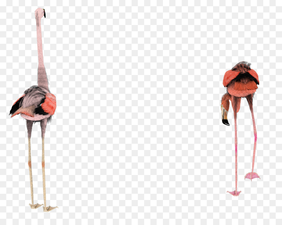 Flamants Roses，Rose PNG