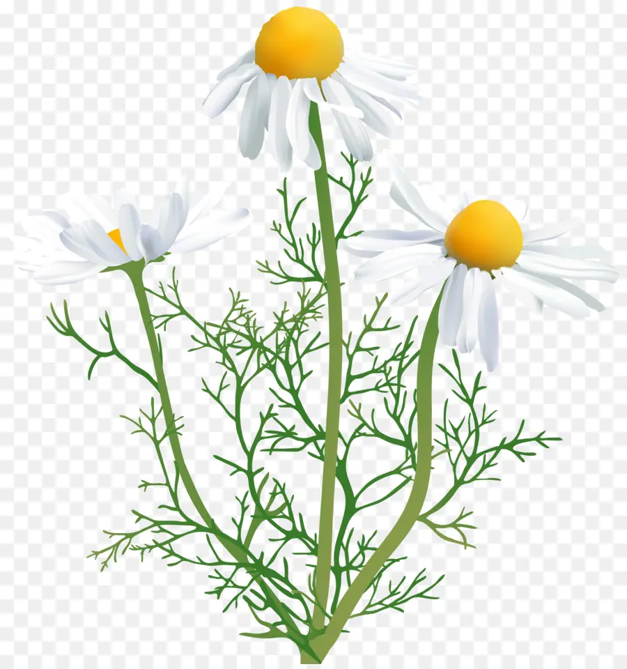 Fleurs De Camomille，Camomille PNG