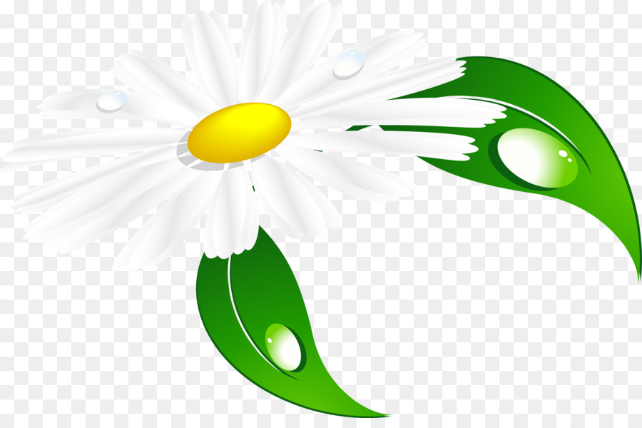 Marguerite，Blanc PNG