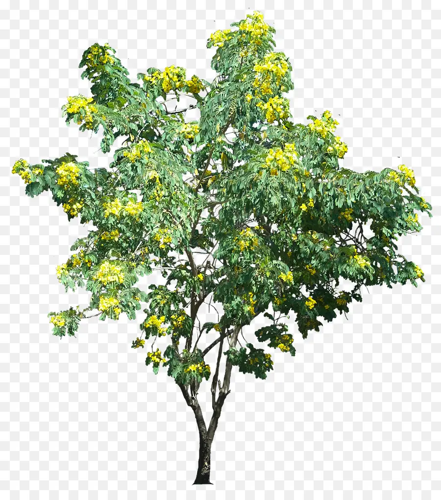 Arbre à Fleurs Jaunes，Fleurs PNG