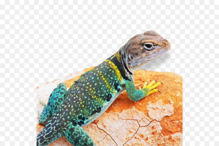 Lézard，Reptile PNG