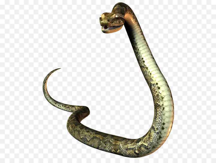 États Unis，Serpent PNG