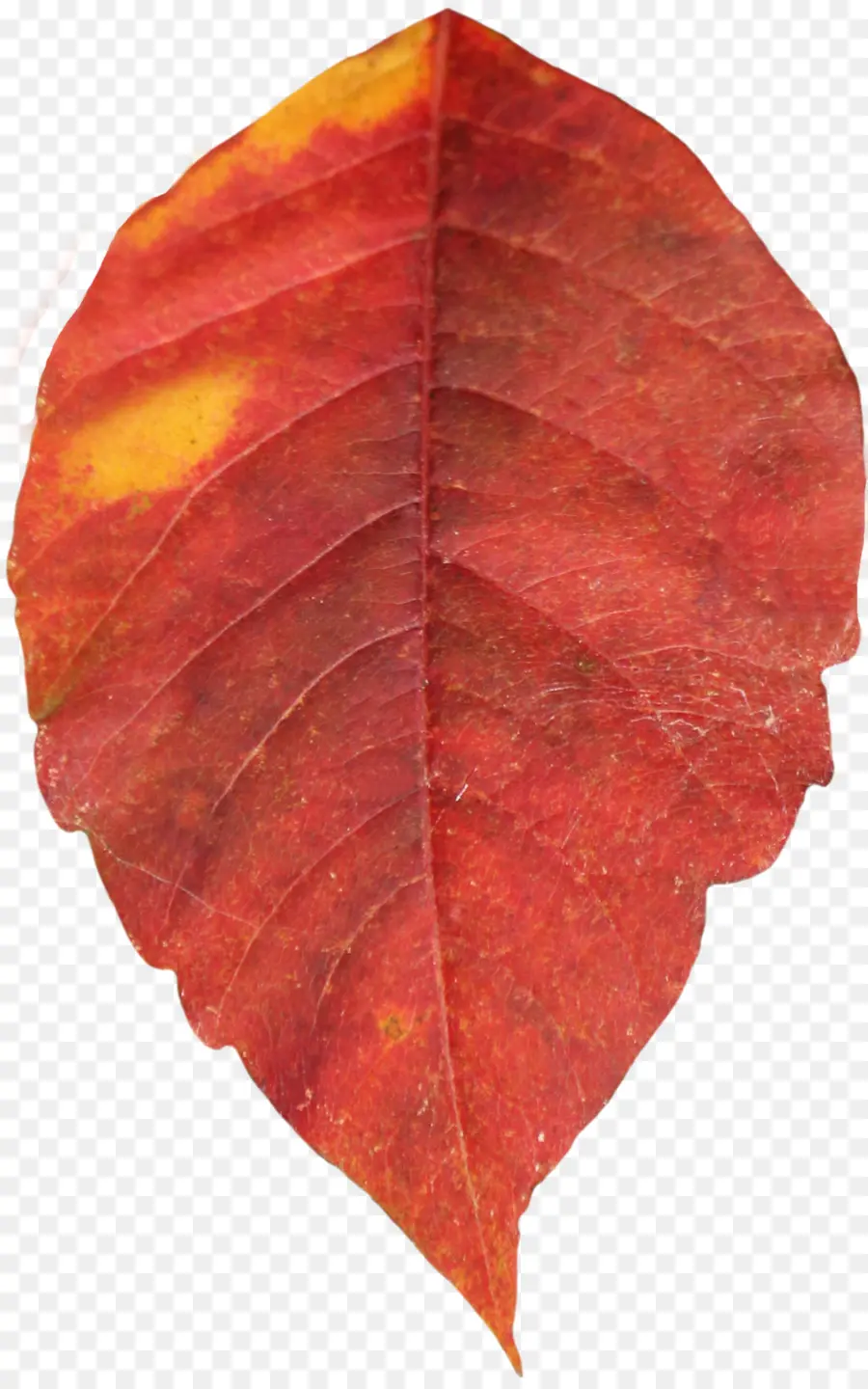 Feuille Rouge，Automne PNG