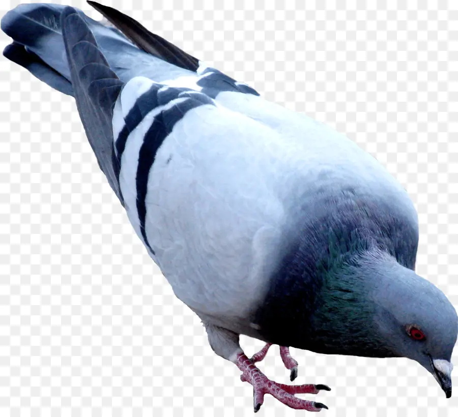 Pigeon，Oiseau PNG