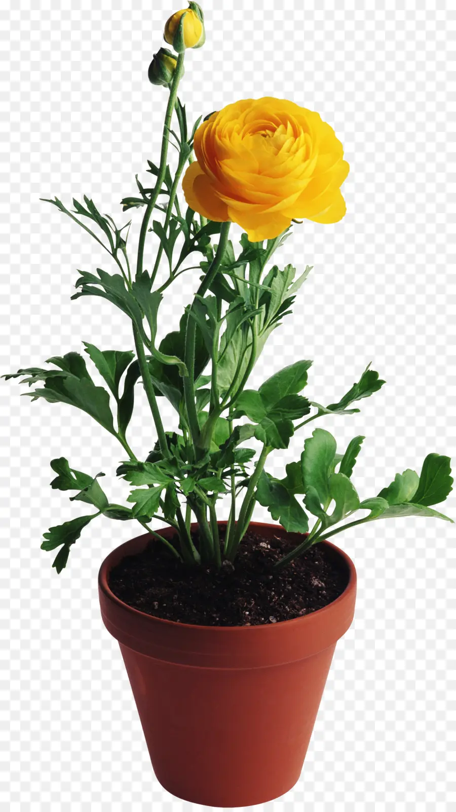 Fleur Jaune，Mis En Pot PNG