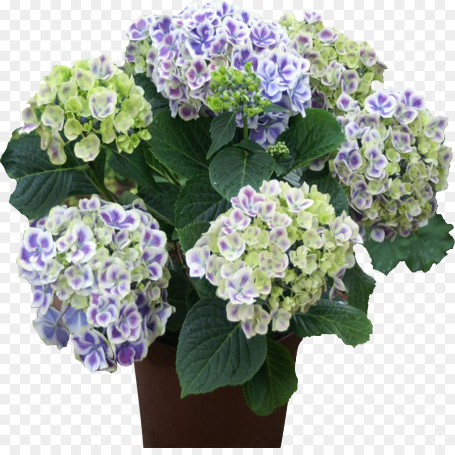 Fleurs，Violet PNG