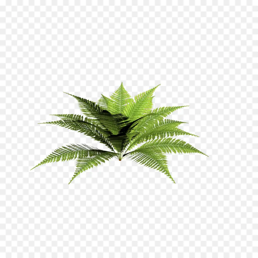 Plante Verte，Feuilles PNG