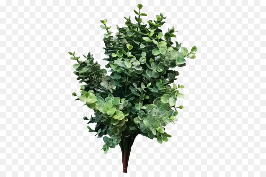 Plante Verte，Feuillage PNG