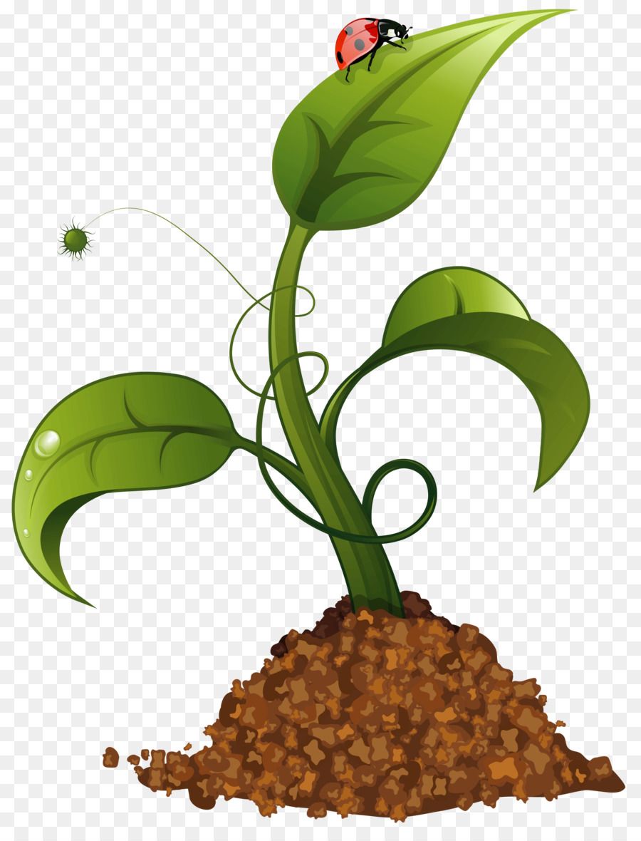 Plante Verte，Feuille PNG