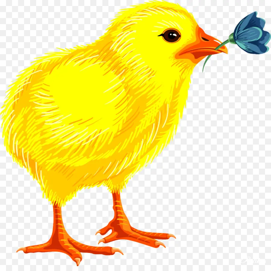 Poussin Jaune，Oiseau PNG